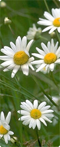 Field of Daisies